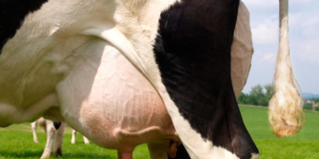 Drieka Vierkant banner