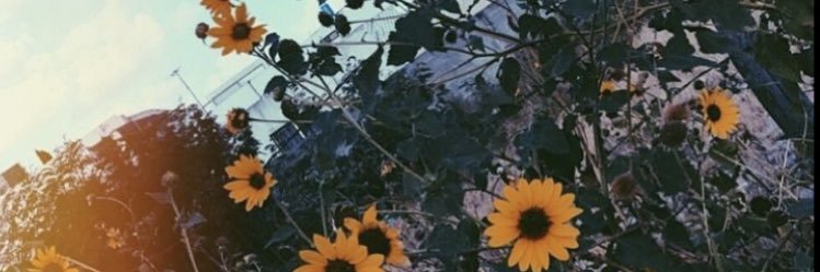 Halliblair's profile banner image
