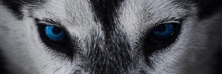 Pyroevofficial's profile banner image