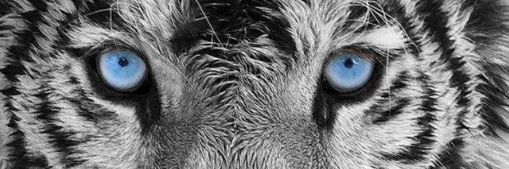 Ganimede Olimpo banner