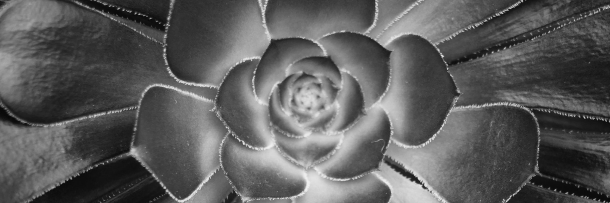 Monica Germana banner