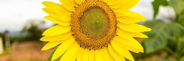 lalicarvalhoo's profile banner image