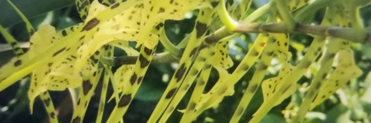 Jean Paul Mana banner