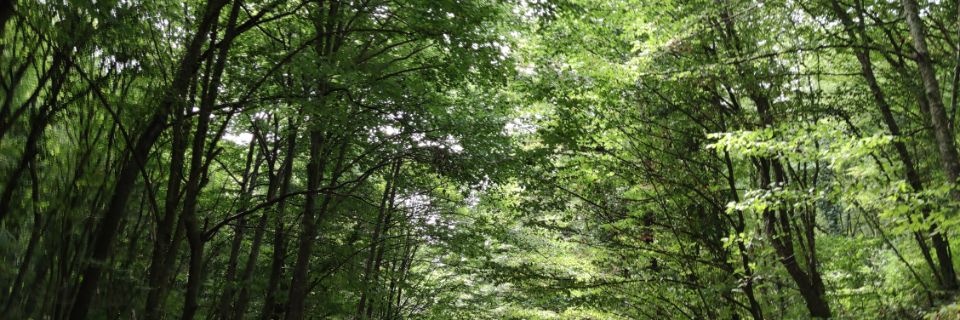 zdemug's profile banner image