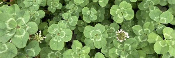5cloverlove's profile banner image