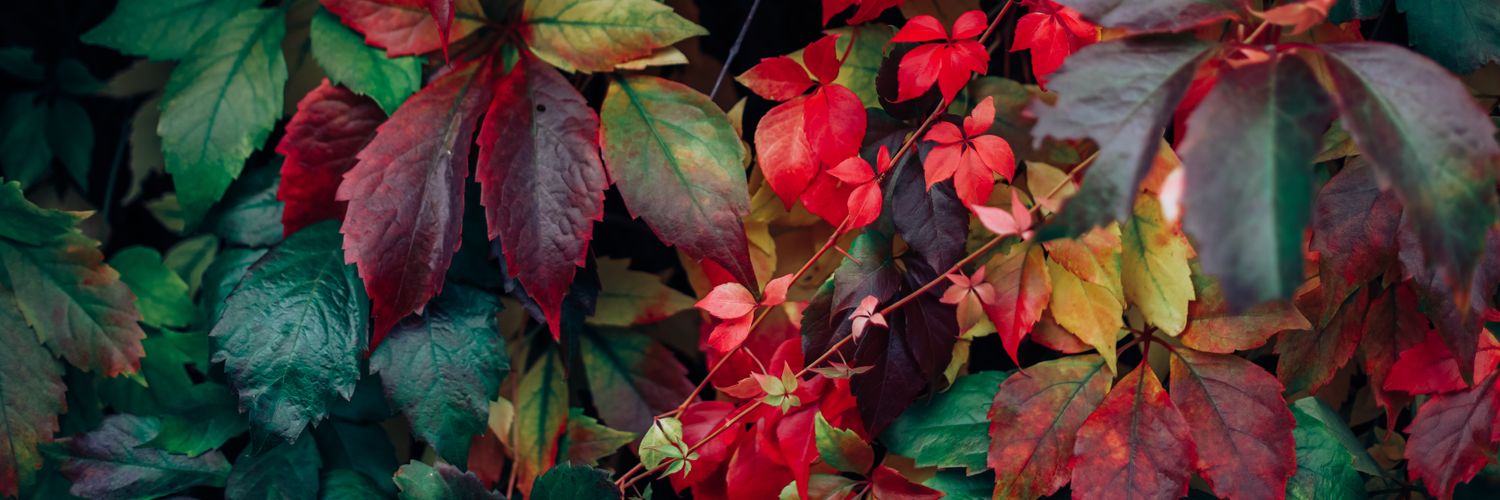 theastapnes's profile banner image