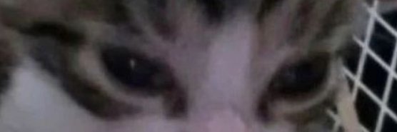Aleks banner