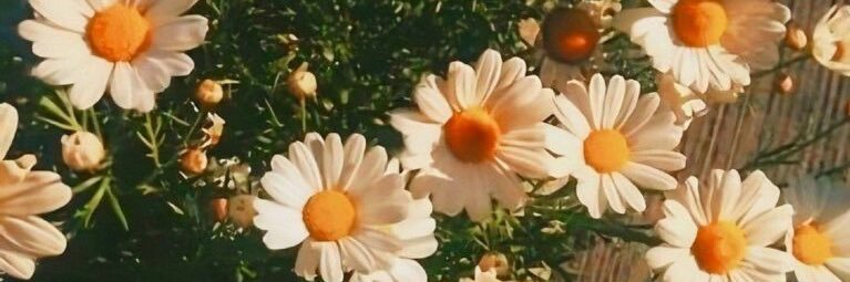 chickee__'s profile banner image
