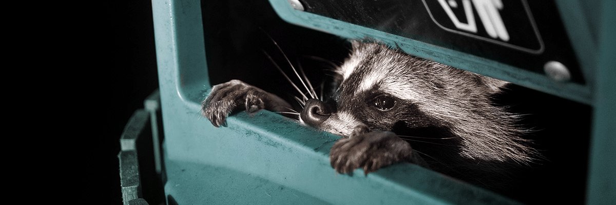 🏳️‍⚧️ Violet Procyon banner