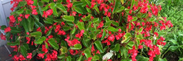 Ynotbo Profile Banner