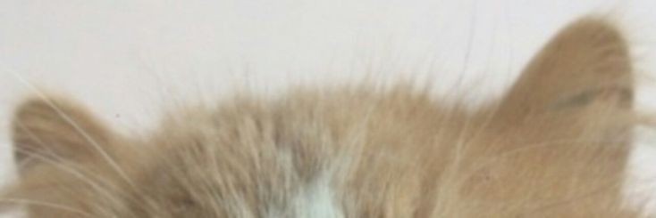 ana ִֶָ 🎀 banner