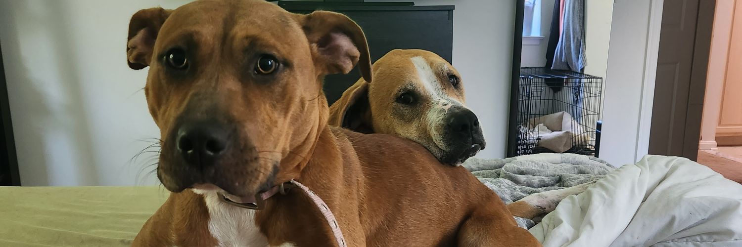 SMlTHG's profile banner image