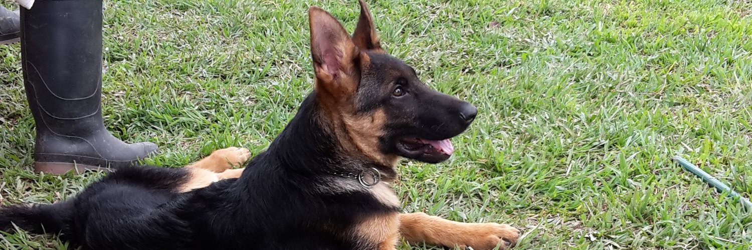 alejoavalos's profile banner image