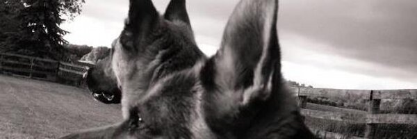 K9ServicesCAN Profile Banner