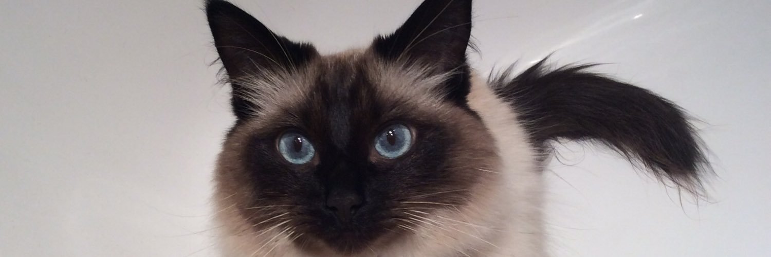 joannicol's profile banner image
