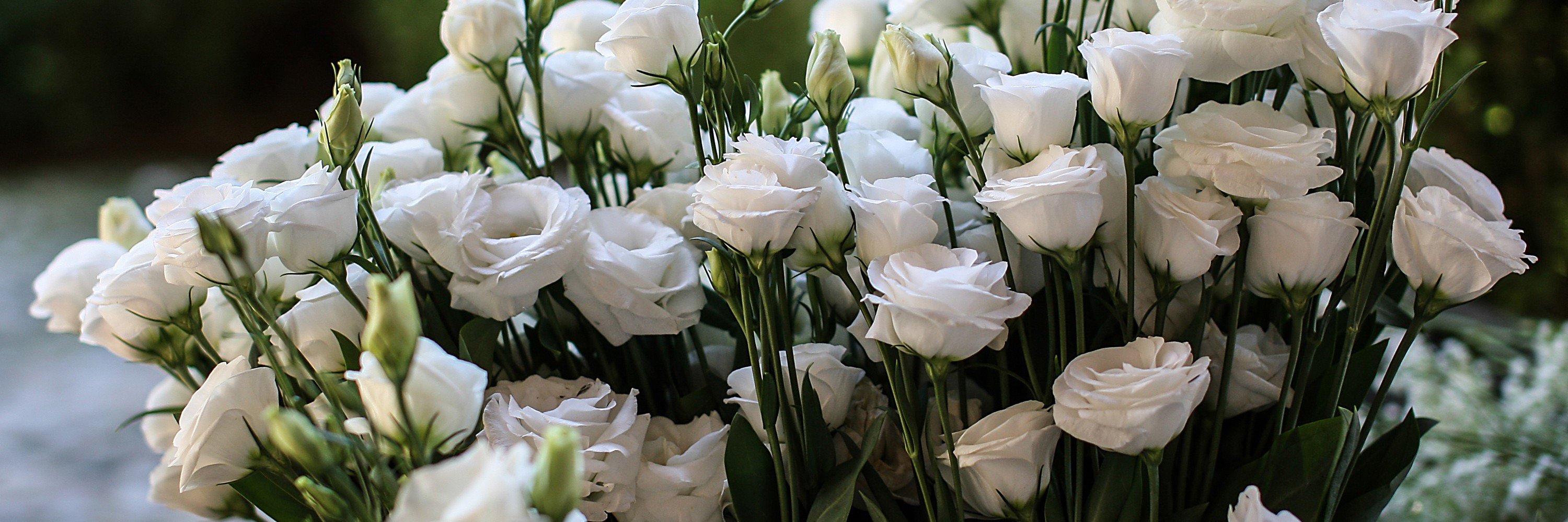 PolettiSWedding's profile banner image