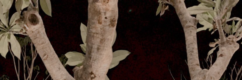 nisauss's profile banner image