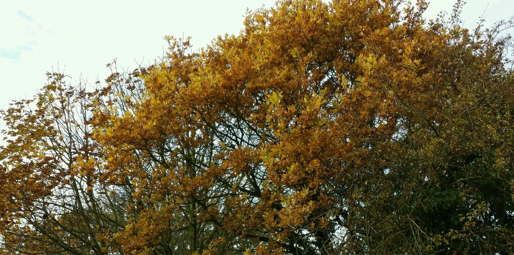 vickyairton's profile banner image