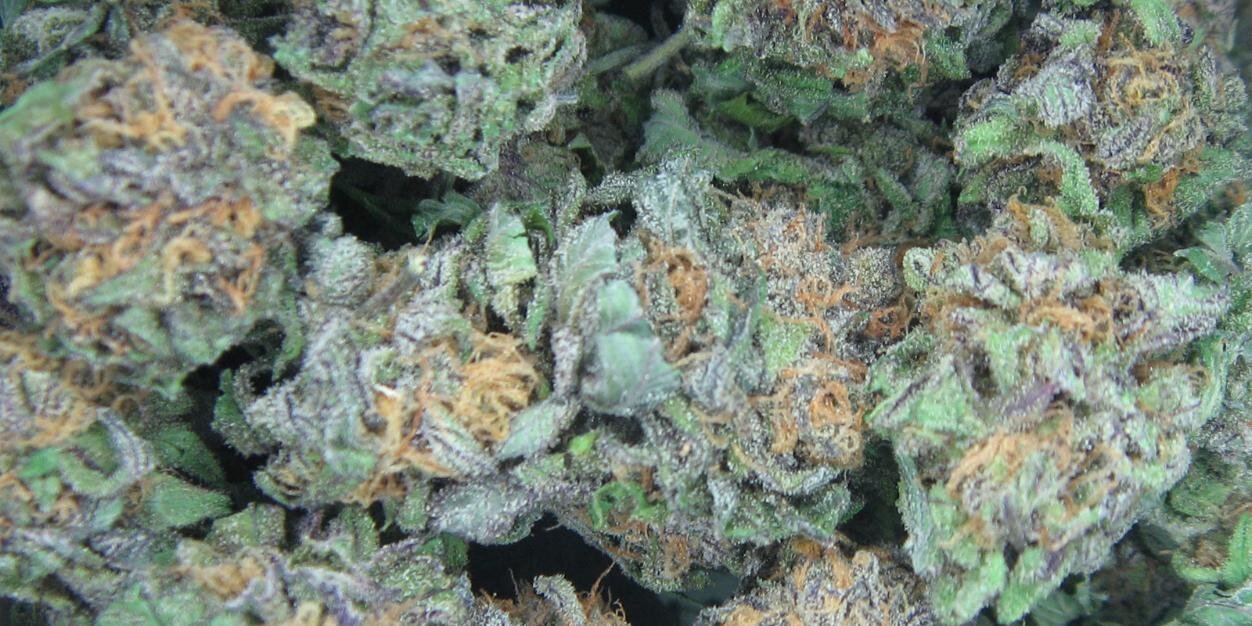 MarijuanaPosse's profile banner image