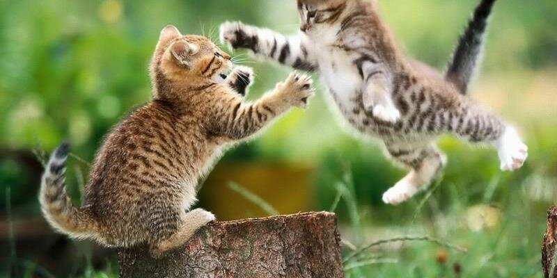 cute_cats_bot's profile banner image