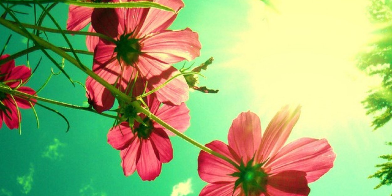 arminta♥ banner