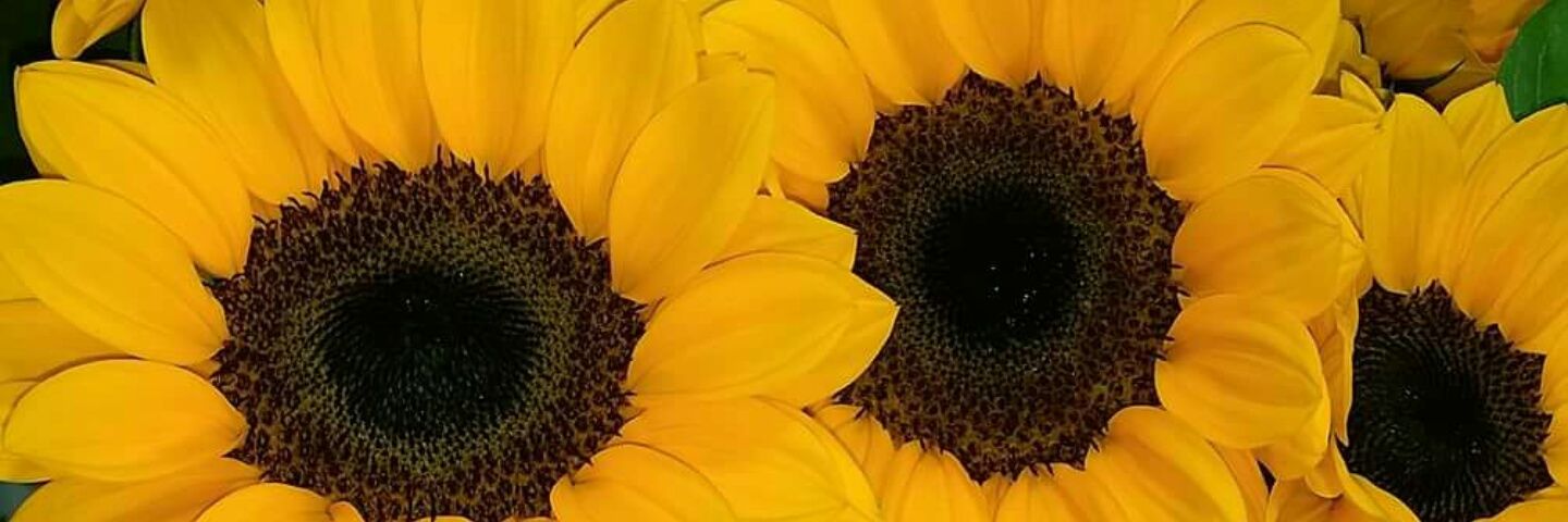 olgamariams's profile banner image