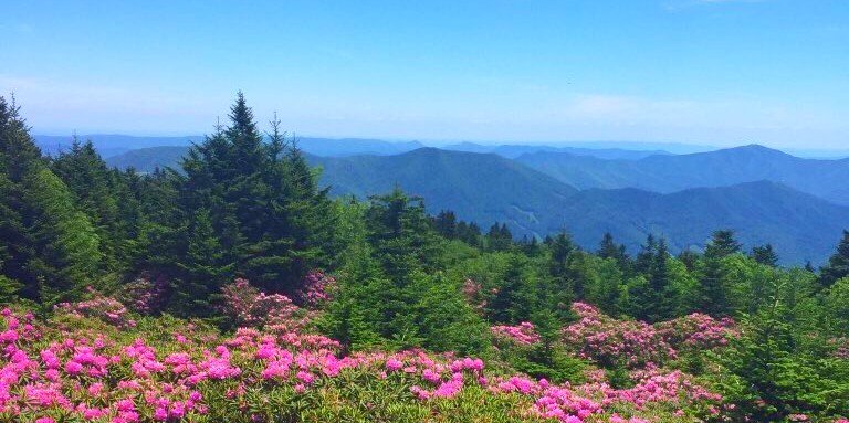 wv_wildman's profile banner image