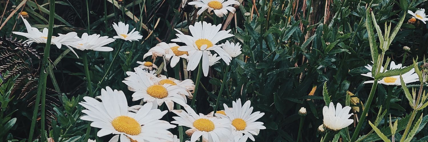 alasisjs's profile banner image