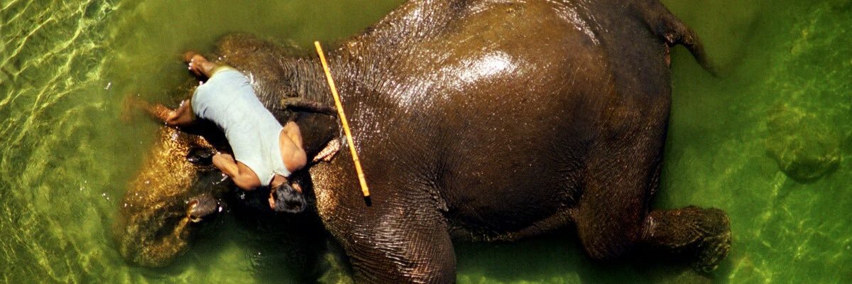 Wildlywise's profile banner image