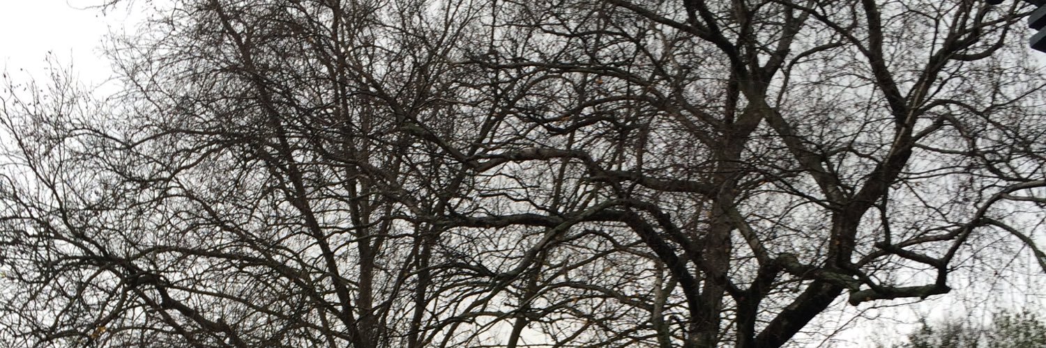 malupenn's profile banner image