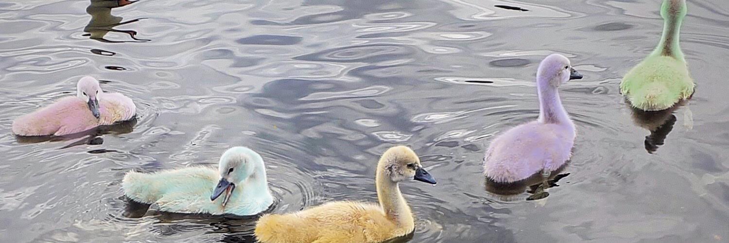 Kate Mason 🐉 banner