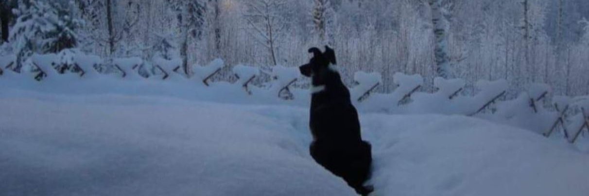 MuumioMuori's profile banner image
