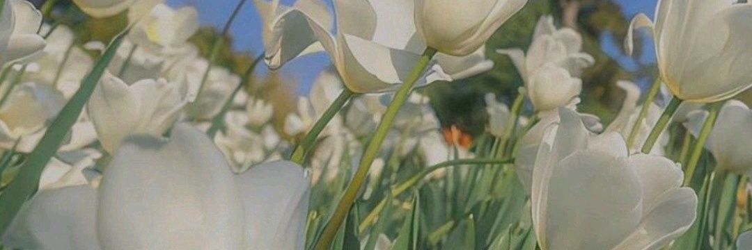 Whyflowersobyutiful🇵🇸 banner