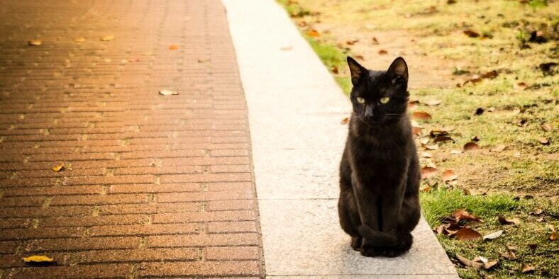 ルシマ 🏳️‍🌈 banner