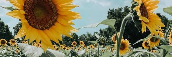 Leah_Chapel's profile banner image