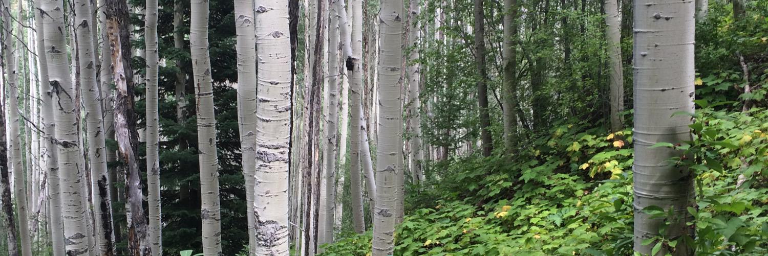 pdward85's profile banner image