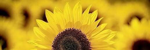 QueenBee_Bzzz's profile banner image