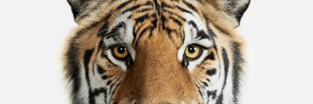 Huma shah⚪⚫ banner