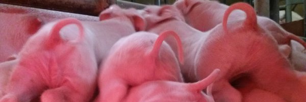 vergotebart Profile Banner