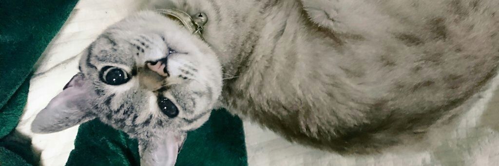 (=ｰωФ=)モカ🎀 banner