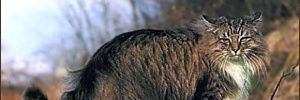 Brownkit_'s profile banner image