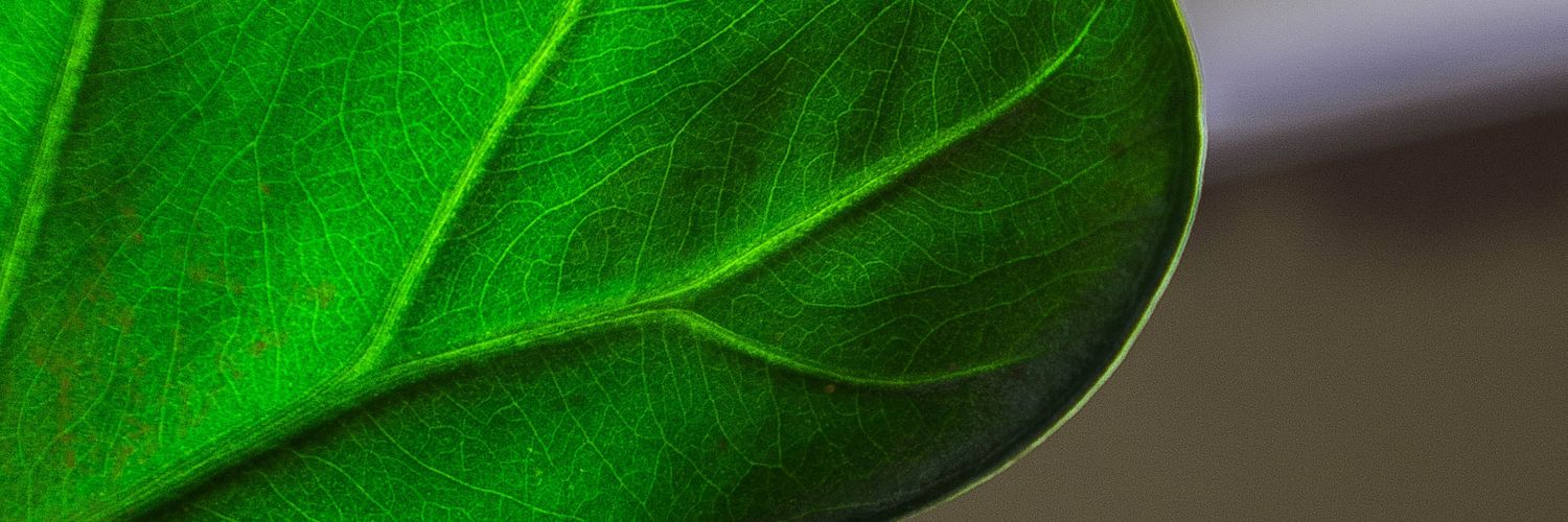 FabiolaJusto's profile banner image