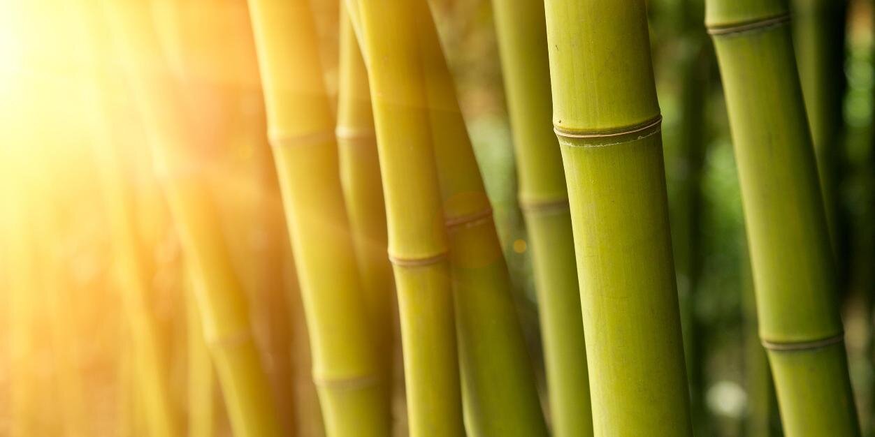bamboo_tweet's profile banner image