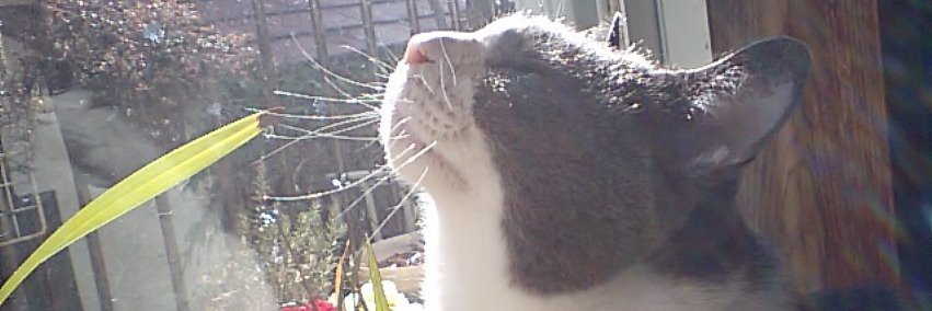 tatami 図書之介＠猫さまキングス banner