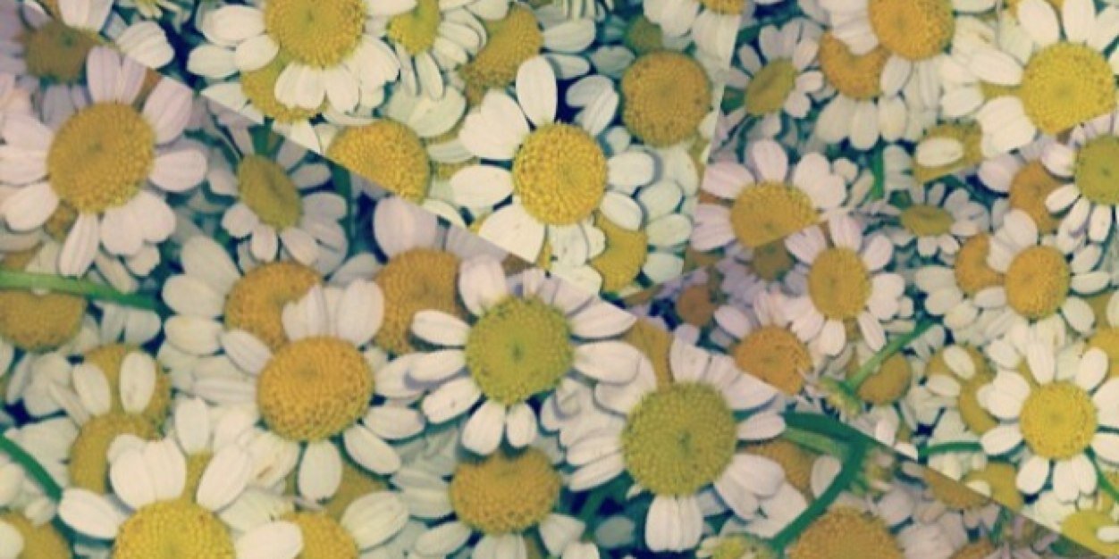Trachtenbirdy's profile banner image