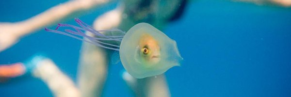 jabush Profile Banner