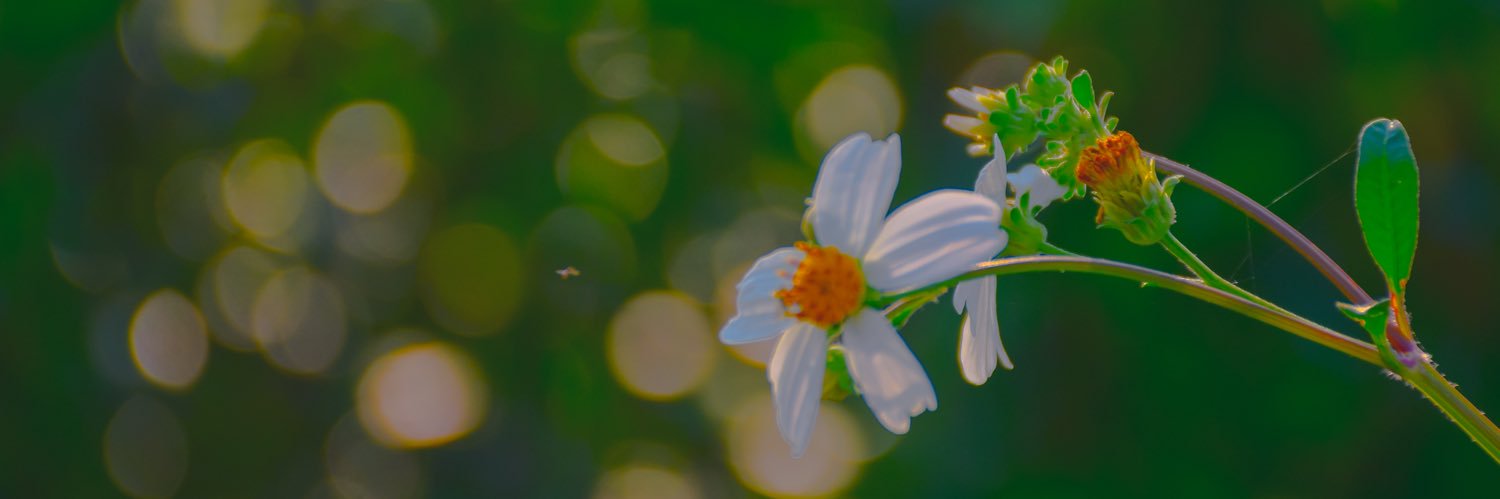 chilam_yao's profile banner image