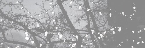 helenosaurus_'s profile banner image