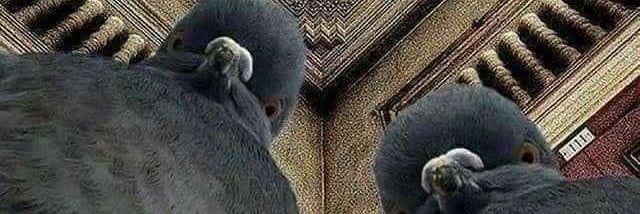 fleurtimmerman1's profile banner image