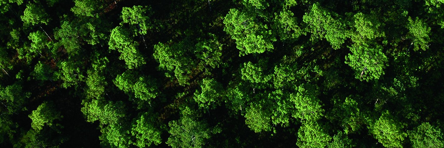 SC Forestry Assoc banner